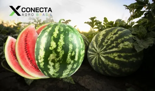 A Fruta do Verão: Como Nordeste e Sul Abastecem o Brasil com Melancia