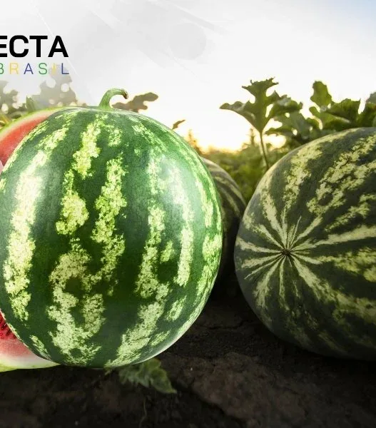 A Fruta do Verão: Como Nordeste e Sul Abastecem o Brasil com Melancia