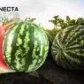 A Fruta do Verão: Como Nordeste e Sul Abastecem o Brasil com Melancia