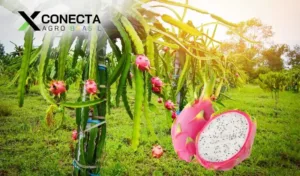 Pitaya: O Fruto Exótico que Ganha o Mercado Brasileiro