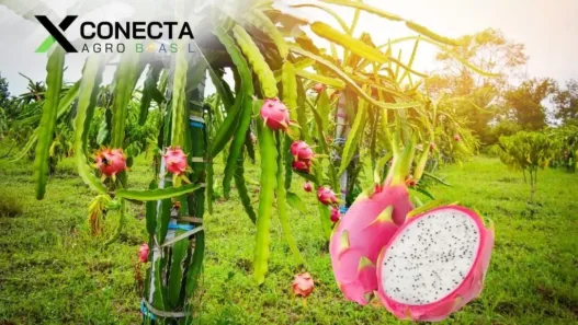 Pitaya: O Fruto Exótico que Ganha o Mercado Brasileiro
