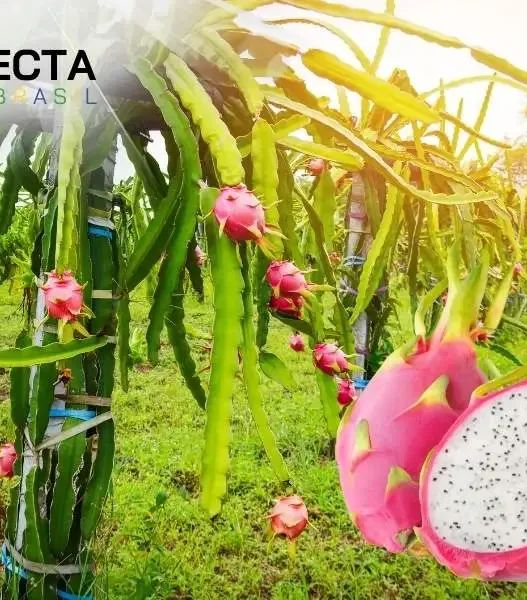 Pitaya: O Fruto Exótico que Ganha o Mercado Brasileiro