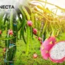 Pitaya: O Fruto Exótico que Ganha o Mercado Brasileiro