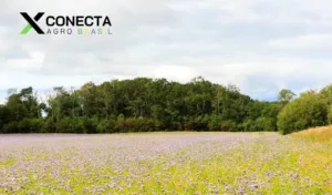 Plantas de Cobertura: Quais Usar e Como Aplicar na Sua Lavoura