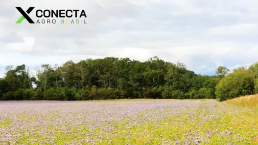 Plantas de Cobertura: Quais Usar e Como Aplicar na Sua Lavoura