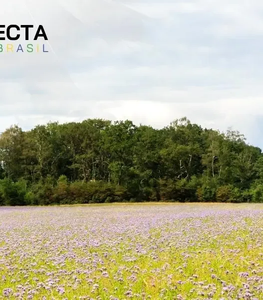 Plantas de Cobertura: Quais Usar e Como Aplicar na Sua Lavoura