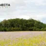 Plantas de Cobertura: Quais Usar e Como Aplicar na Sua Lavoura