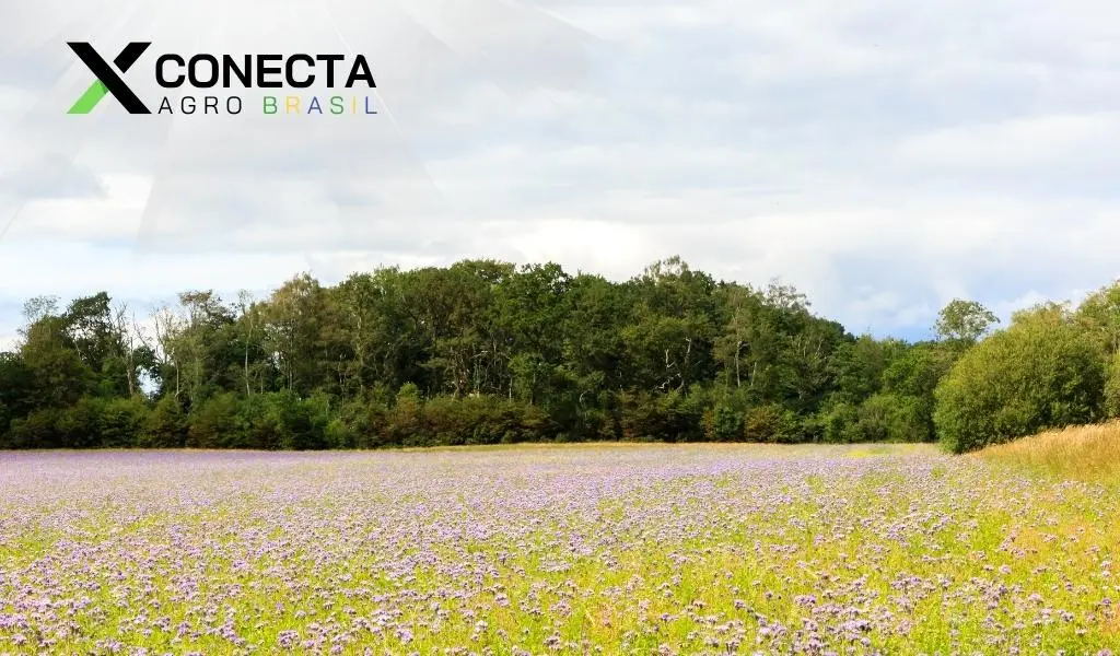 Plantas de Cobertura: Quais Usar e Como Aplicar na Sua Lavoura