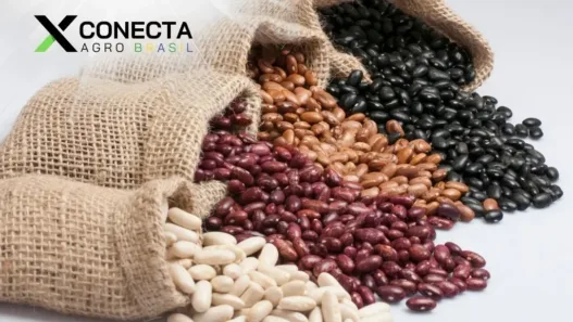 Paraná Brilha na Produção de Feijão