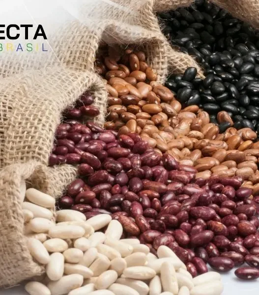 Paraná Brilha na Produção de Feijão