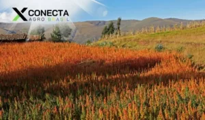 Cultivo de Quinoa: O Supergrão que Conquista o Brasil