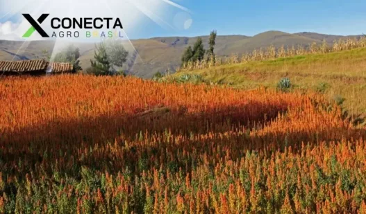 Cultivo de Quinoa: O Supergrão que Conquista o Brasil