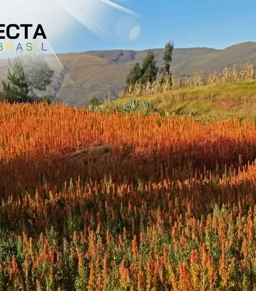 Cultivo de Quinoa: O Supergrão que Conquista o Brasil