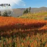 Cultivo de Quinoa: O Supergrão que Conquista o Brasil