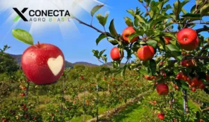 Santa Catarina é o Coração da Maçã Brasileira