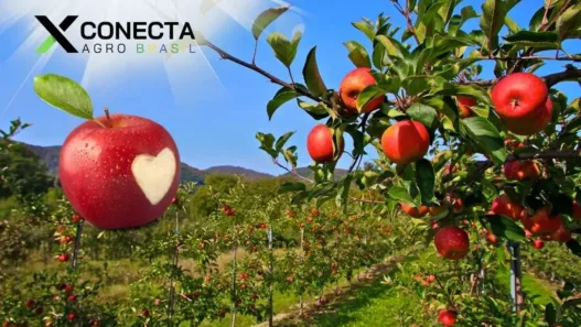 Santa Catarina é o Coração da Maçã Brasileira