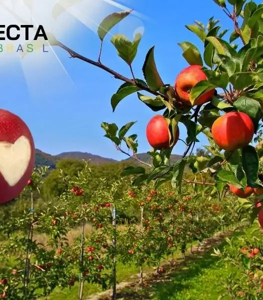 Santa Catarina é o Coração da Maçã Brasileira