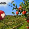 Santa Catarina é o Coração da Maçã Brasileira