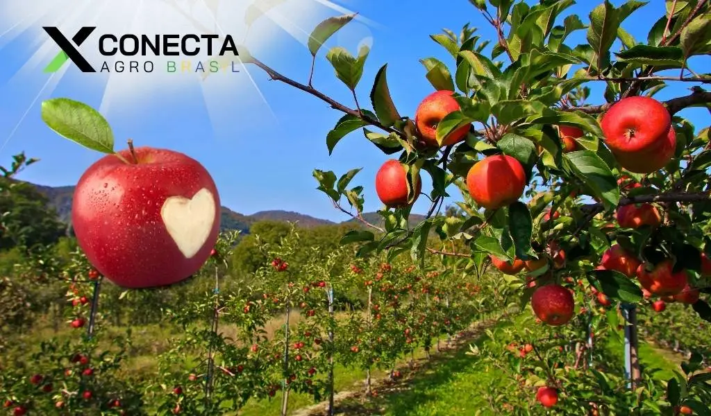 Santa Catarina é o Coração da Maçã Brasileira