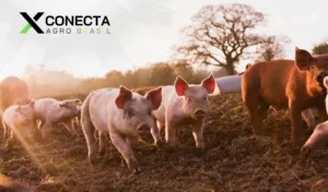 Santa Catarina: O Gigante da Carne Suína no Brasil!