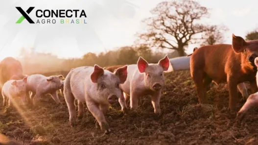 Santa Catarina: O Gigante da Carne Suína no Brasil!