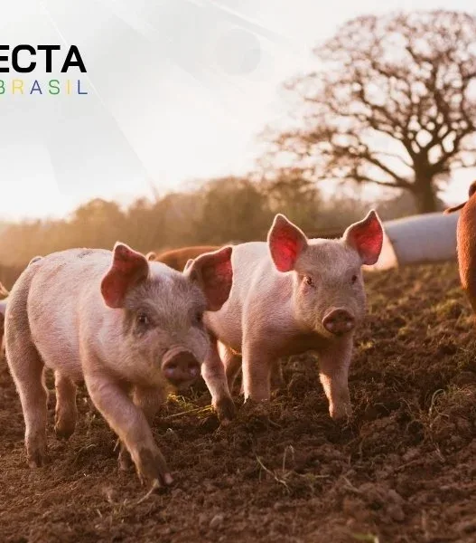 Santa Catarina: O Gigante da Carne Suína no Brasil!