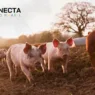 Santa Catarina: O Gigante da Carne Suína no Brasil!