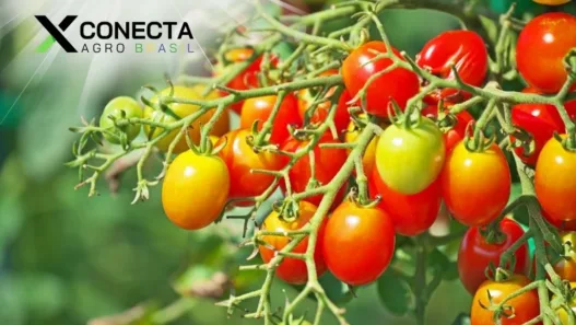 Tudo Sobre o Tomate Cereja: Maiores Produtores no Brasil e Variedades