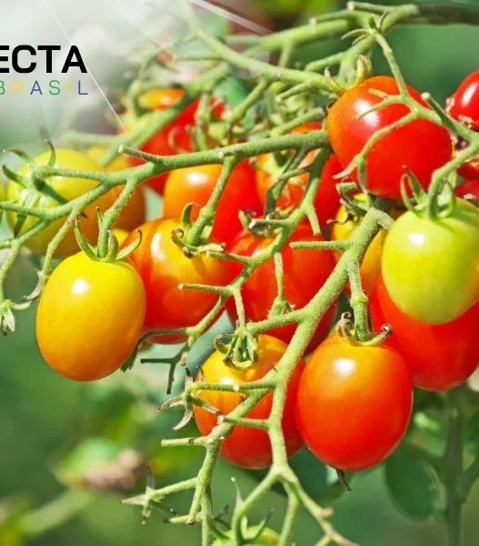 Tudo Sobre o Tomate Cereja: Maiores Produtores no Brasil e Variedades