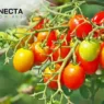 Tudo Sobre o Tomate Cereja: Maiores Produtores no Brasil e Variedades