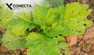 Manejo Integrado de Pragas em Hortaliças