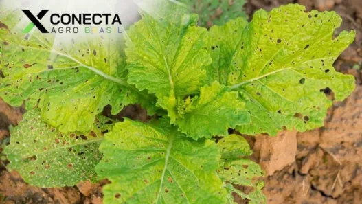Manejo Integrado de Pragas em Hortaliças