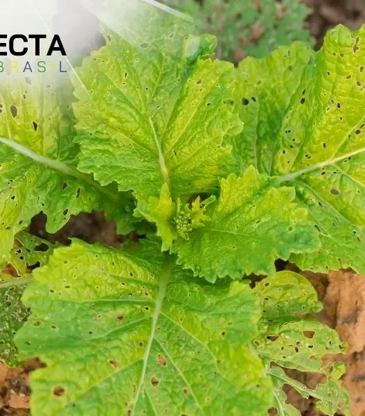 Manejo Integrado de Pragas em Hortaliças