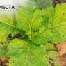 Manejo Integrado de Pragas em Hortaliças