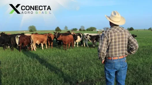 Pastagem Rotacionada: Aumente a Lotação com Menos Área