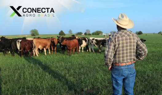 Pastagem Rotacionada: Aumente a Lotação com Menos Área