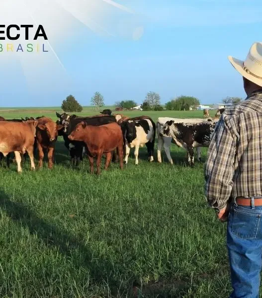 Pastagem Rotacionada: Aumente a Lotação com Menos Área