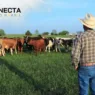 Pastagem Rotacionada: Aumente a Lotação com Menos Área