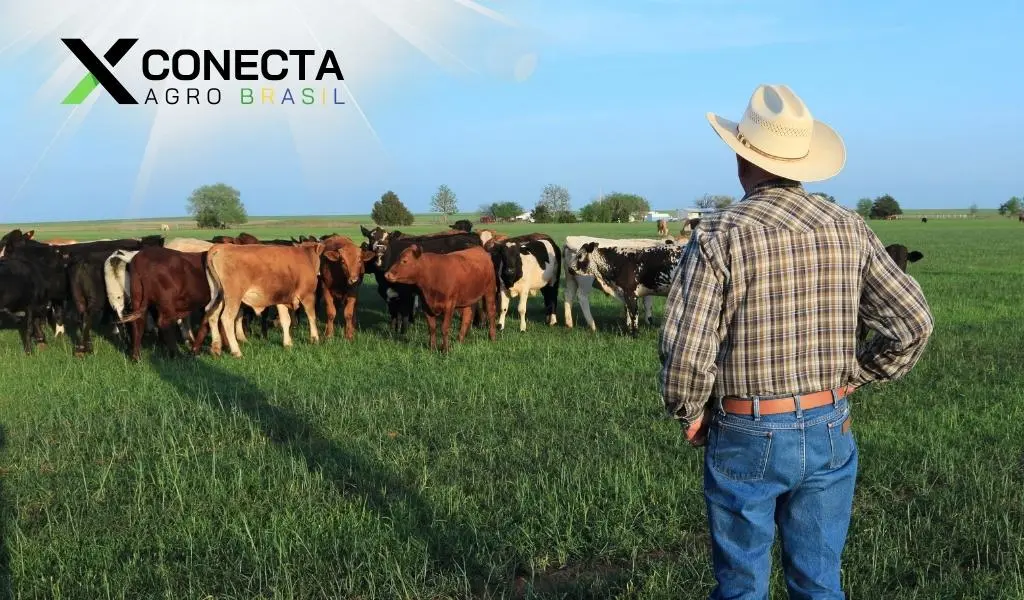 Pastagem Rotacionada: Aumente a Lotação com Menos Área