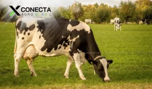 Produção de Leite a Pasto: Reduza Custos com Qualidade