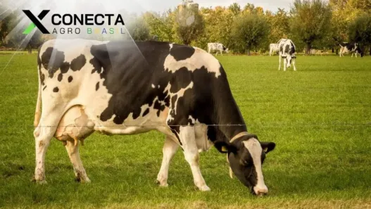 Produção de Leite a Pasto: Reduza Custos com Qualidade