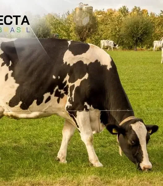 Produção de Leite a Pasto: Reduza Custos com Qualidade