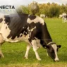 Produção de Leite a Pasto: Reduza Custos com Qualidade