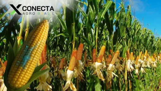 Sementes Híbridas: Tecnologias para Safras Mais Resistentes e Rentáveis