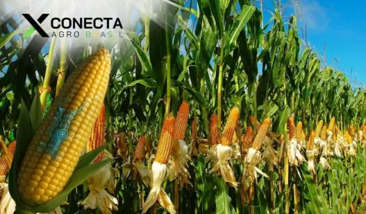 Sementes Híbridas: Tecnologias para Safras Mais Resistentes e Rentáveis