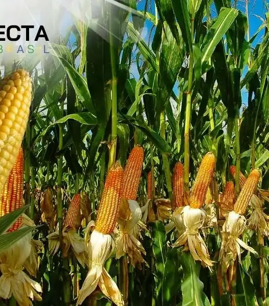 Sementes Híbridas: Tecnologias para Safras Mais Resistentes e Rentáveis