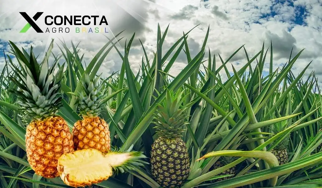 Abacaxi: Espaçamento, Mudas e Lucro por Hectare