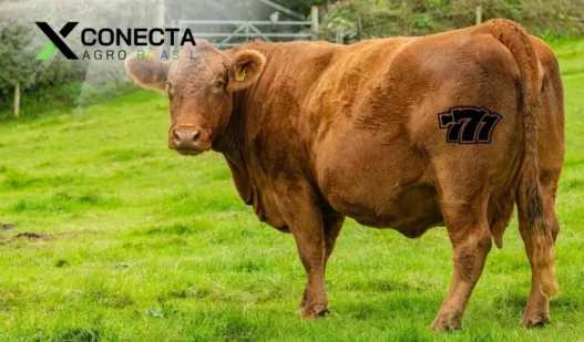 7 erros que impedem o Boi 777 de bater 21 @