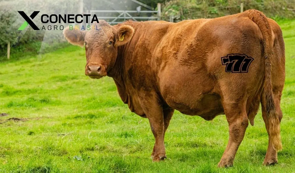 7 erros que impedem o Boi 777 de bater 21 @