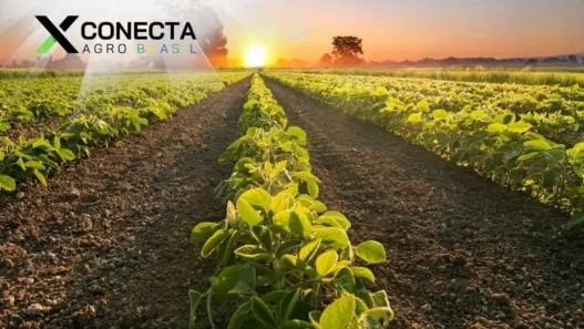Calendário da Soja por Região (2025): janela ideal de plantio e colheita